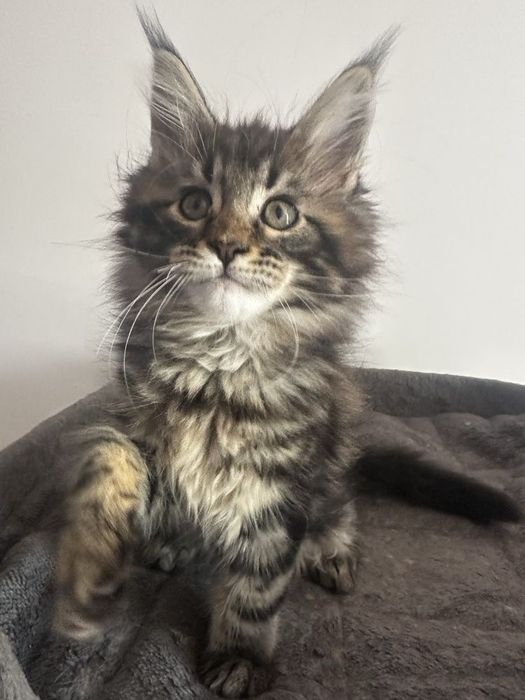 Maine coon băiețel pufos