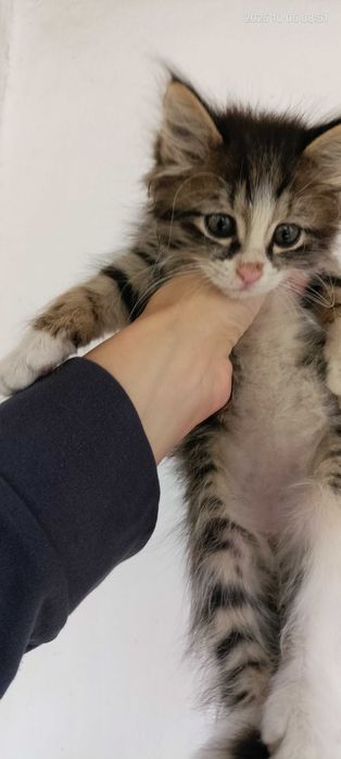 Котята мальчики 2 месяца