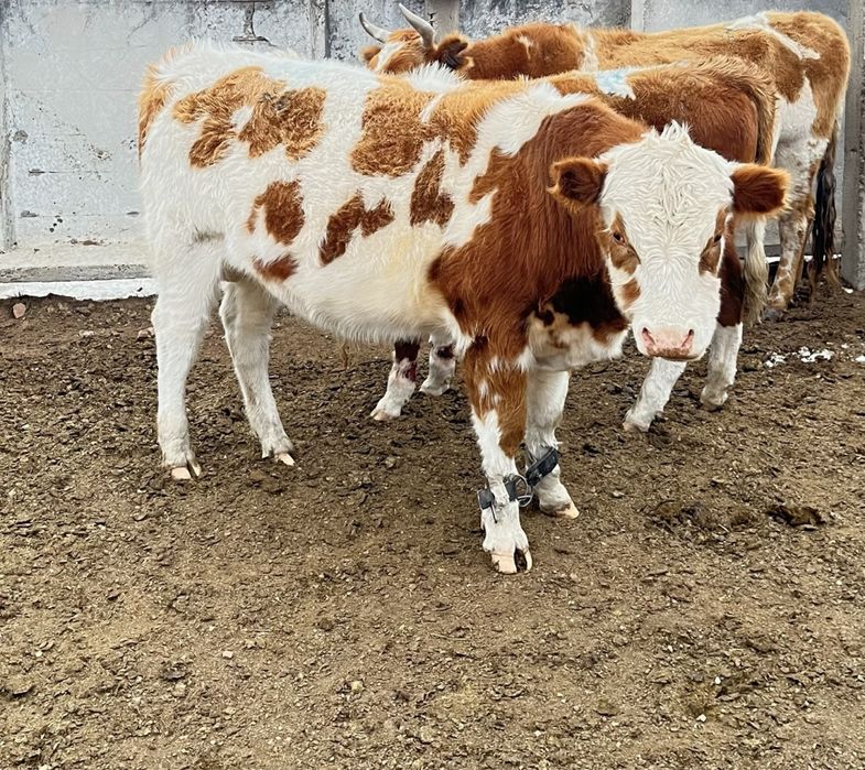 3 бұқа полтарашка