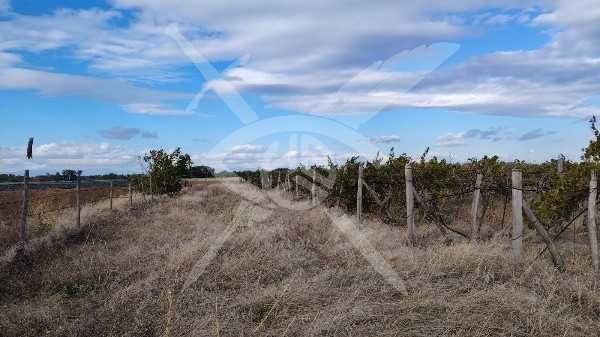 Продава се Парцел в с. Оризари, Област Пловдив - 31000 кв.м за 5 €/кв.м - Снимка #1