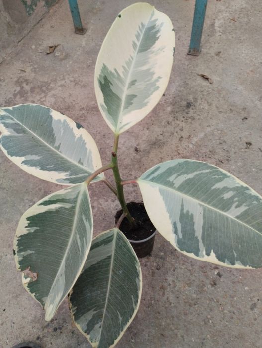 Фикус каучаконостный