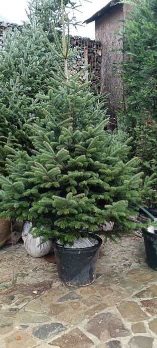 Brad natural rezistent – ține toată iarna