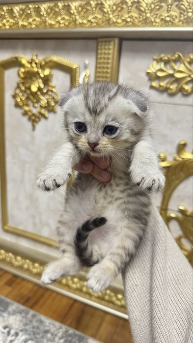 Arzon narxda seribristiy shinshilla bolalari