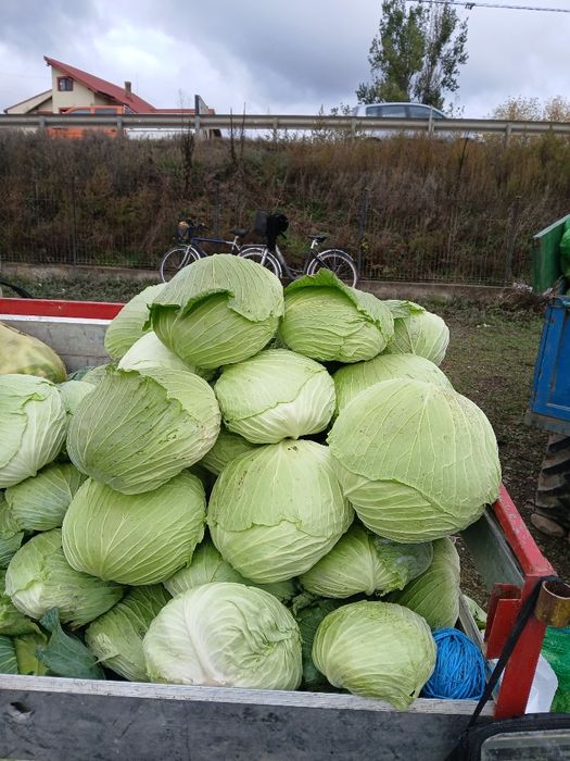 Varză pentru sarmale