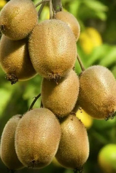 Pomi Fructiferi Exotici (KIWI)