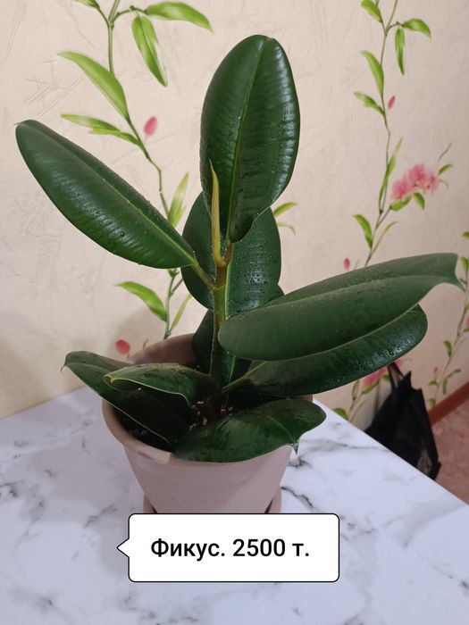 Продаю цветы комнатные