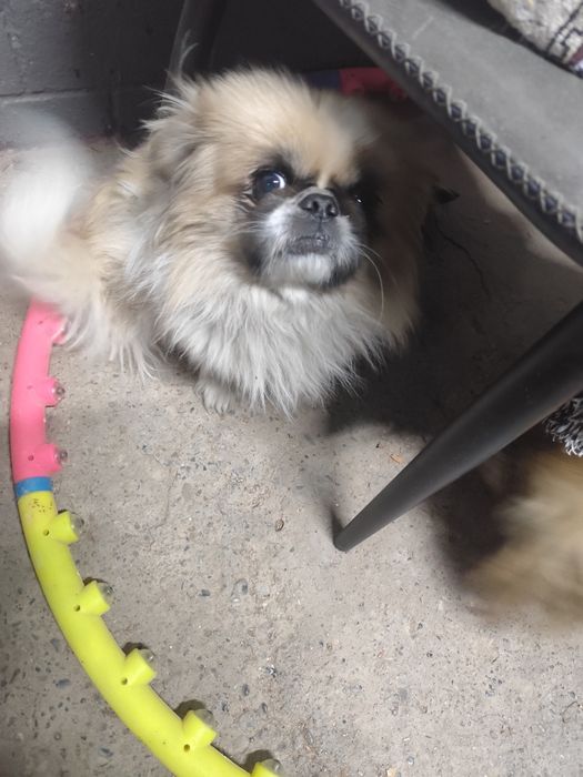 Продам пекинеса-мальчик