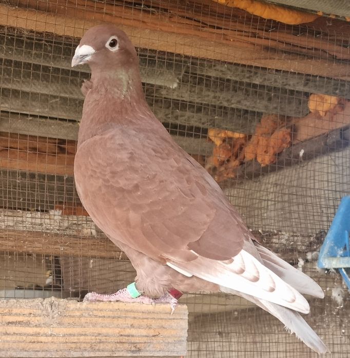 Porumbei rosii de Bucuresti