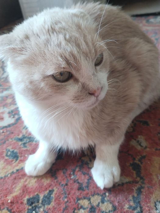 Mushuklar sotiladi oladiganlar uchun xamyonbob narxda