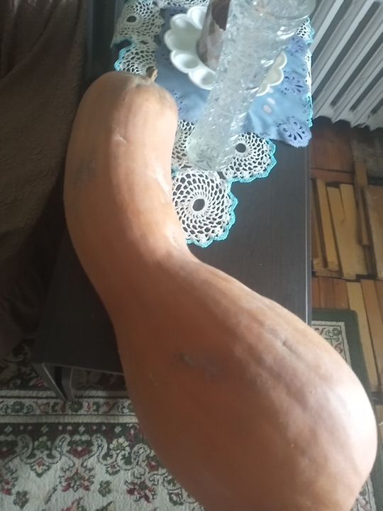 Продам обычную Тыкву