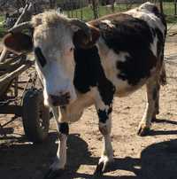 Vând vacă bălțată cu negru românească, gestantă  7 luni.