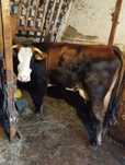 Vaca baltata romaneasca