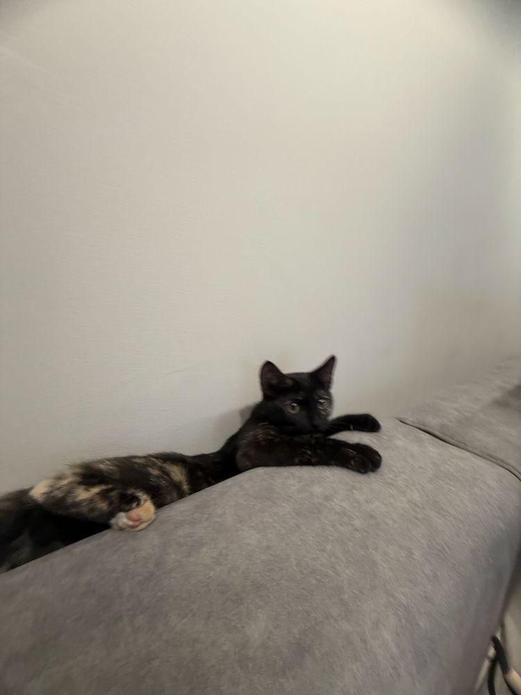 отдам котенка в добрые руки