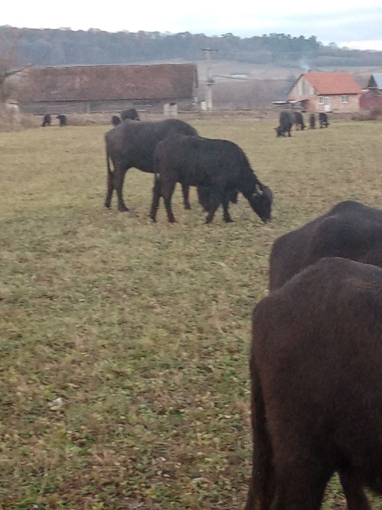 Vând bivoli fătati