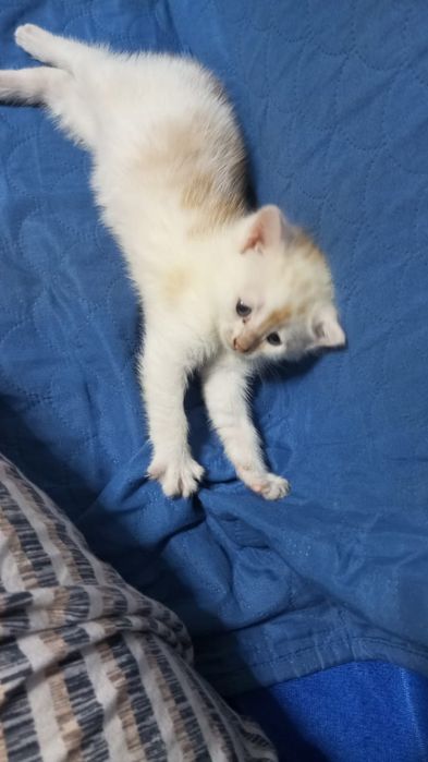 Отдам БЕСПЛАТНО котёнка в хорошие руки