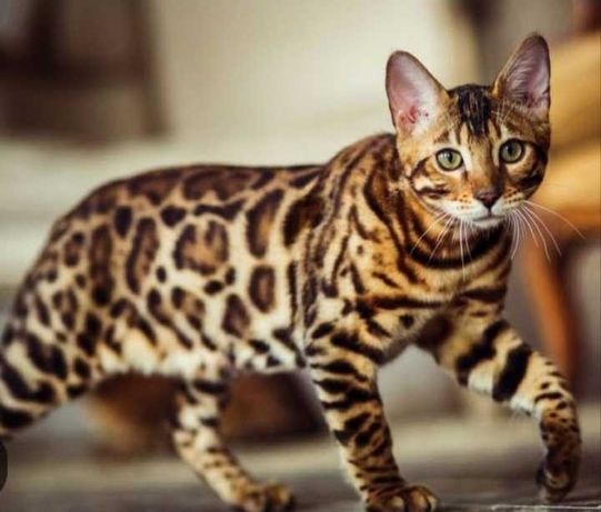 Чистокровные бенгальские котята
