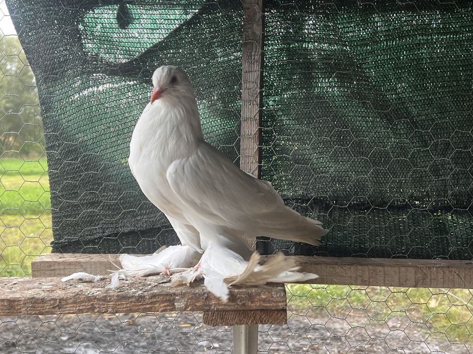 Vand porumbei incaltati tapalagosi