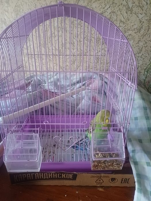 Продам попугаев два волниствх и корелла