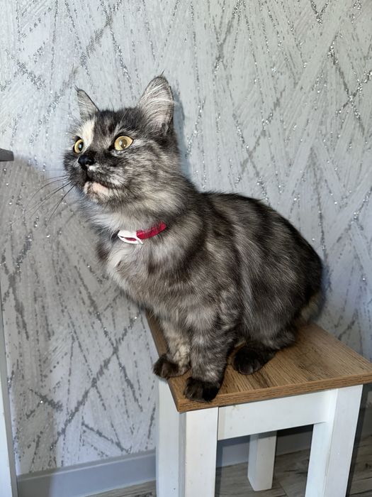 Кошечка ищет дом