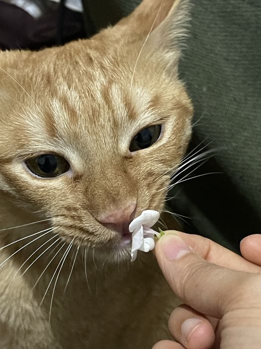 Ищу любящую семью для особенного рыжего котика — Апельсина