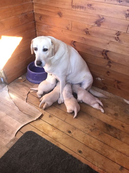 Чистокръвни лабрадор ретривър