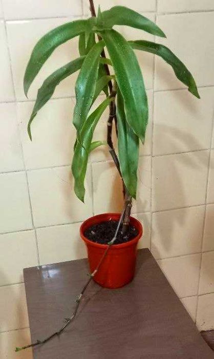 Продам. Золотой ус / Каллизия . Лечебное растение - домашний женьшень.