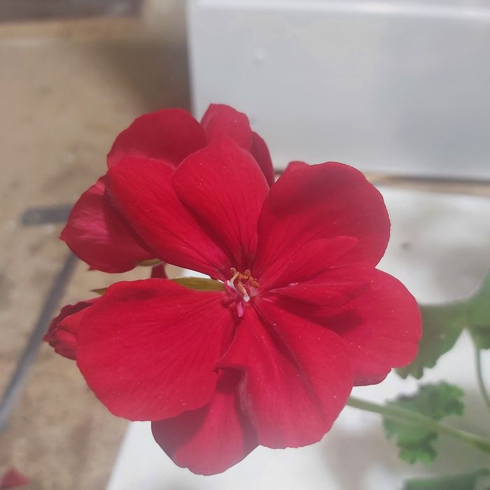 Продам сортовую герань