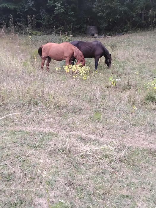 Cal de vanzare  doar cel rosu