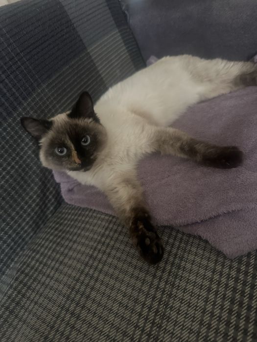 Кошечка ищет дом