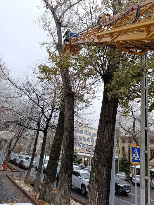 Спил деревьев,Ағаш кесеміз