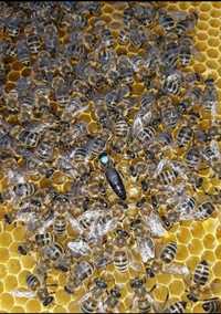 Roiuri, familii de albine de vanzare carnica
