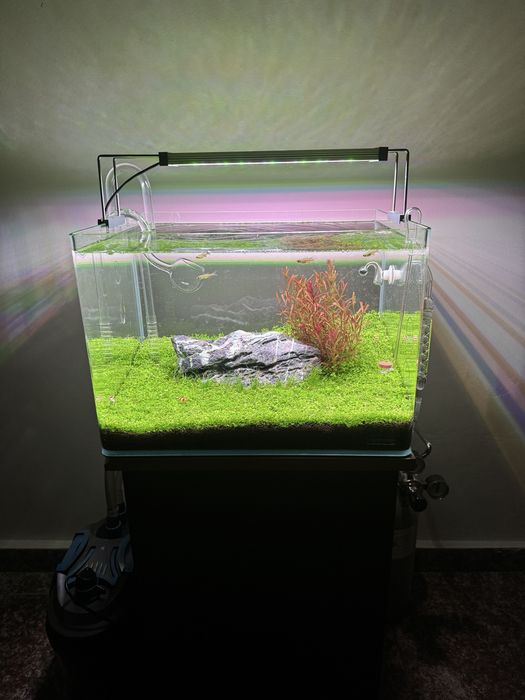 Aquascape profesional / Acvariu