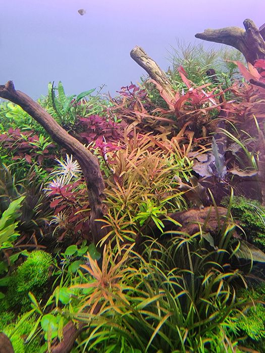 Plante Acvariu Colorate