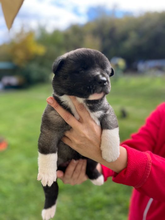 Американска акита