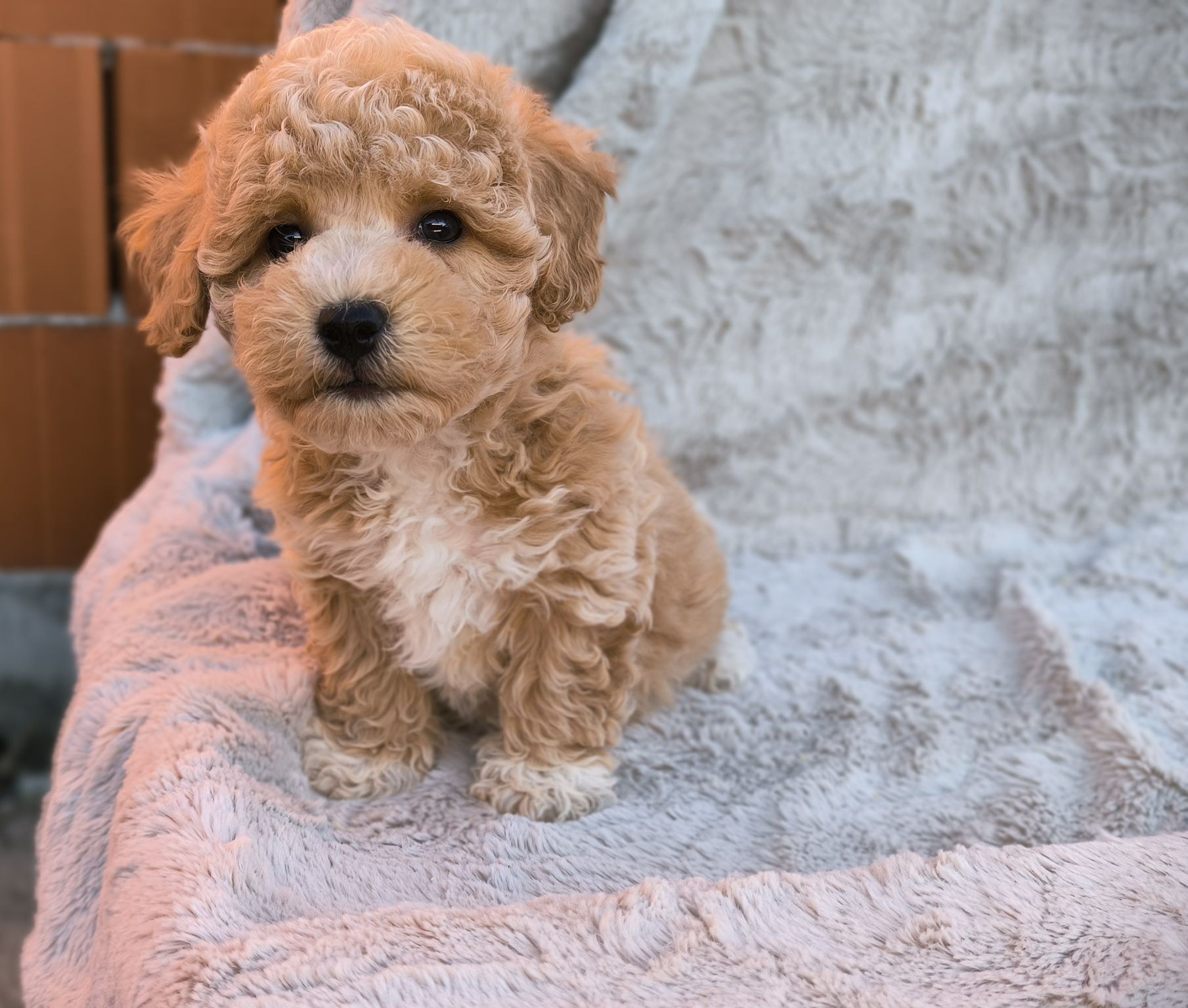Vand baietel Maltipoo f1