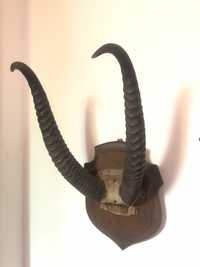 Trofeu  de vanatoare,coarne de antilopa,pe suport din lemn