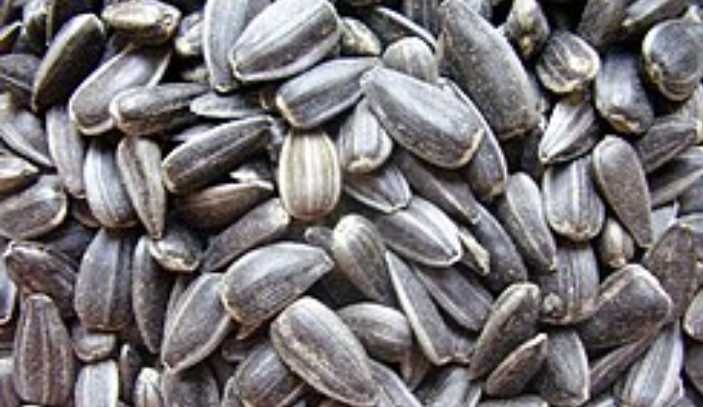 Слънчоглед Олеинов Био