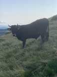 Vănd taur de un an jumate