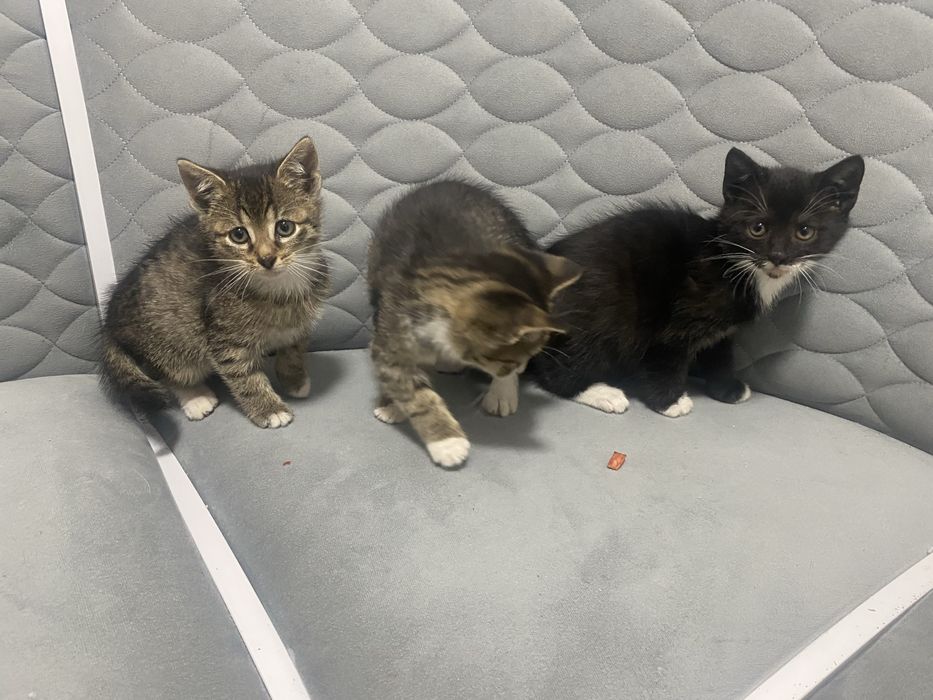 Donez 3 pui de pisică