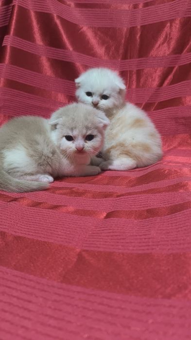Животные кошки и котята