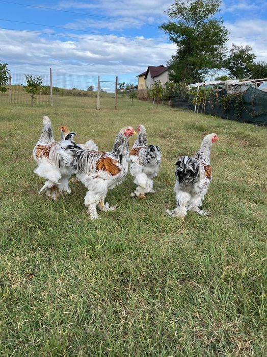 Familie Brahma herminat închis