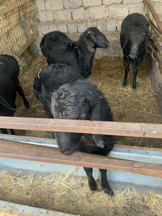 Qoʻzi qoʻchqorlar sotiladi