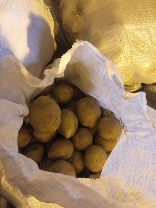 Картошка домашняя