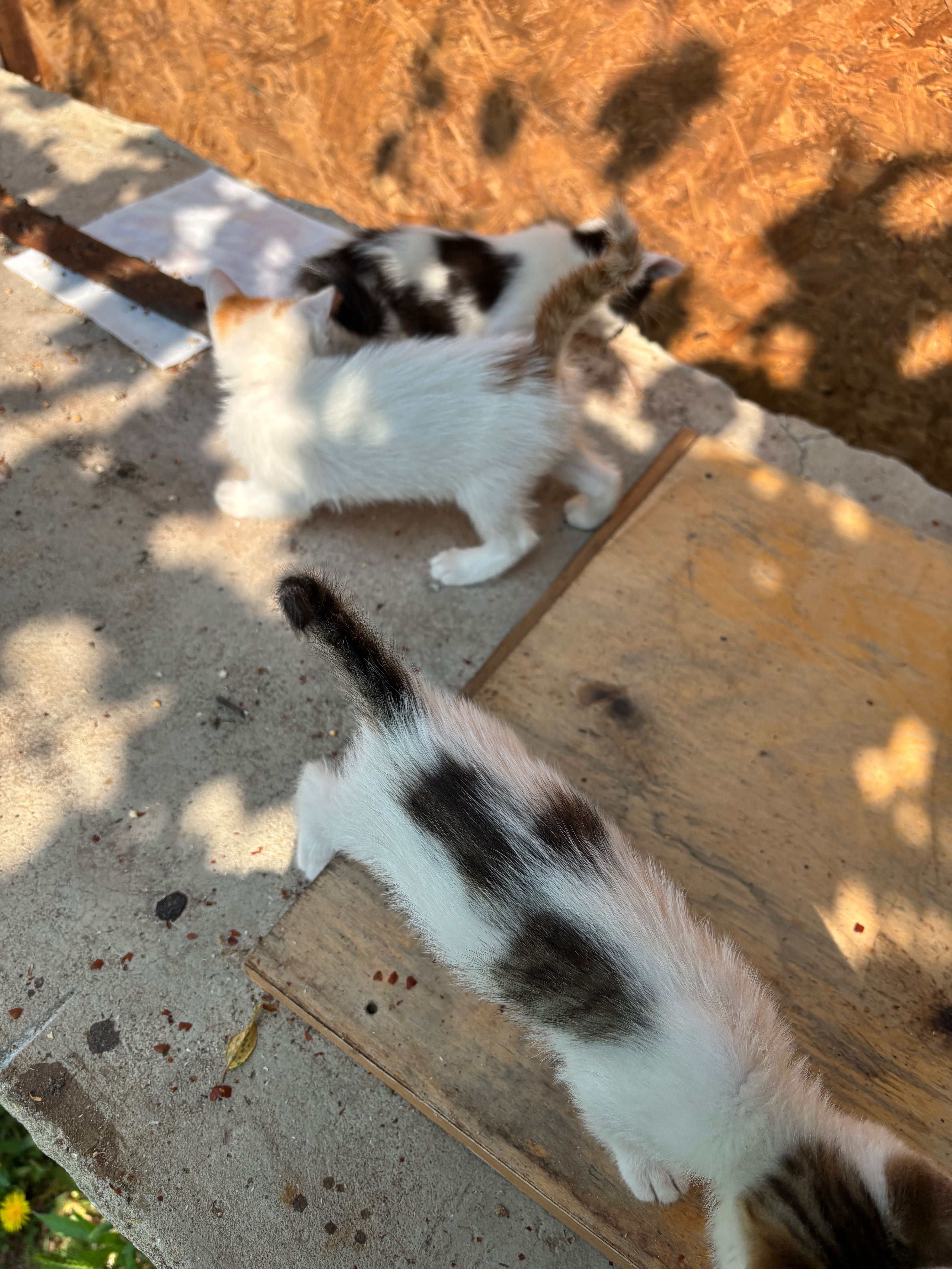 Котенца   безплатно в добри ръце