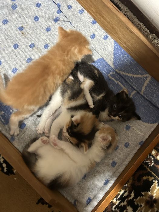 Котята ищут дом и любящих хозяев