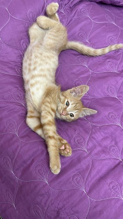 отдам котенка в хорошие руки