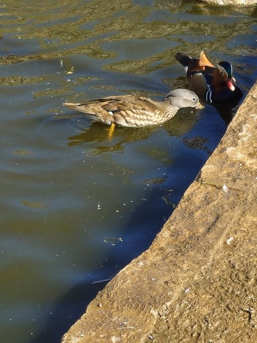 Vand sau schimb rațe mandarine mature