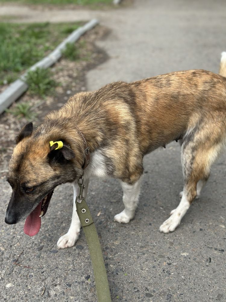 Собака девочка ищет дом
