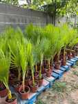 Палми Вашингтония ( Washingtonia ) - Цена 19.90лв
