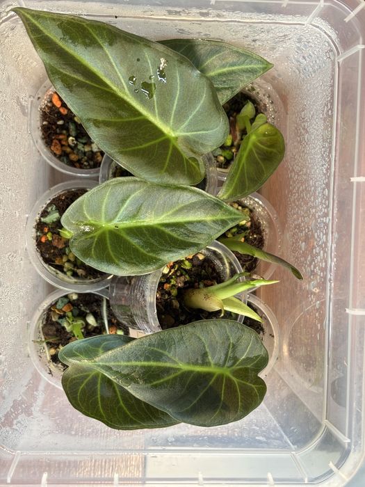 Алоказия Регал Шилд